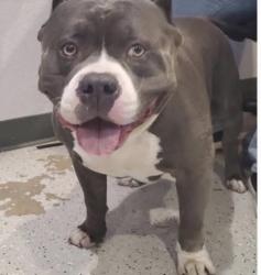 Reunited Male Dog last seen Whitman st , Forsyth County, NC 27040