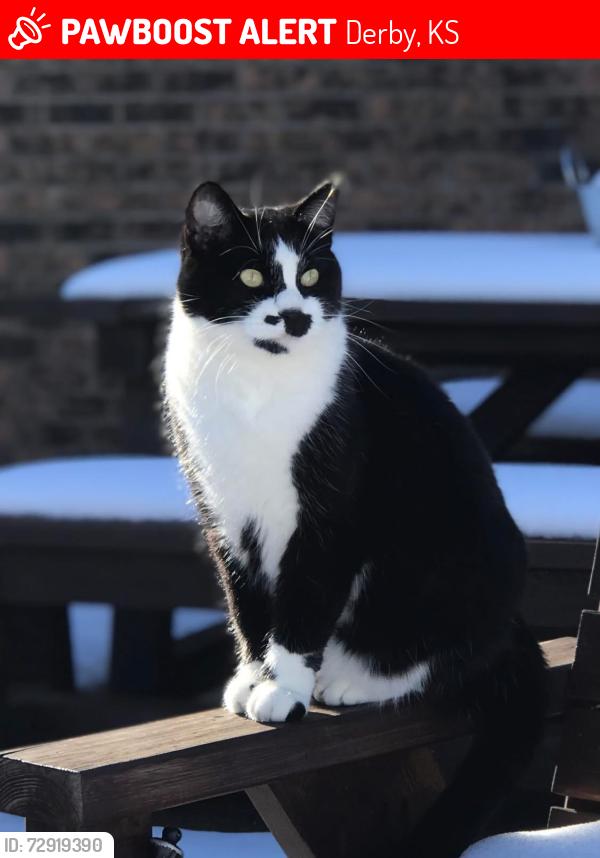 Lost Female Cat last seen Walmart, Derby, KS 67037