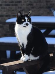 Lost Female Cat last seen Walmart, Derby, KS 67037