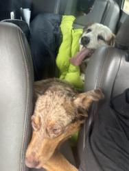 Reunited Male Dog last seen Delmar ct and tylerstone, Harnett County, NC 27526