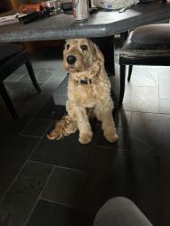 Reunited Male Dog last seen Beechwood and Douglas, Pittsburgh, PA 15217