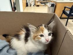 Shelter Stray Female Cat last seen , 957 N Gaffey St, San Pedro, CA 90731, USA