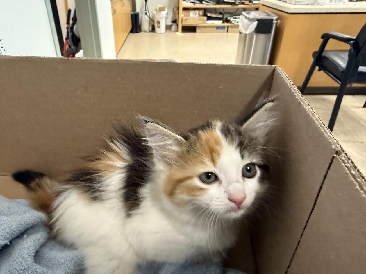 Shelter Stray Female Cat last seen , 957 N Gaffey St, San Pedro, CA 90731, USA