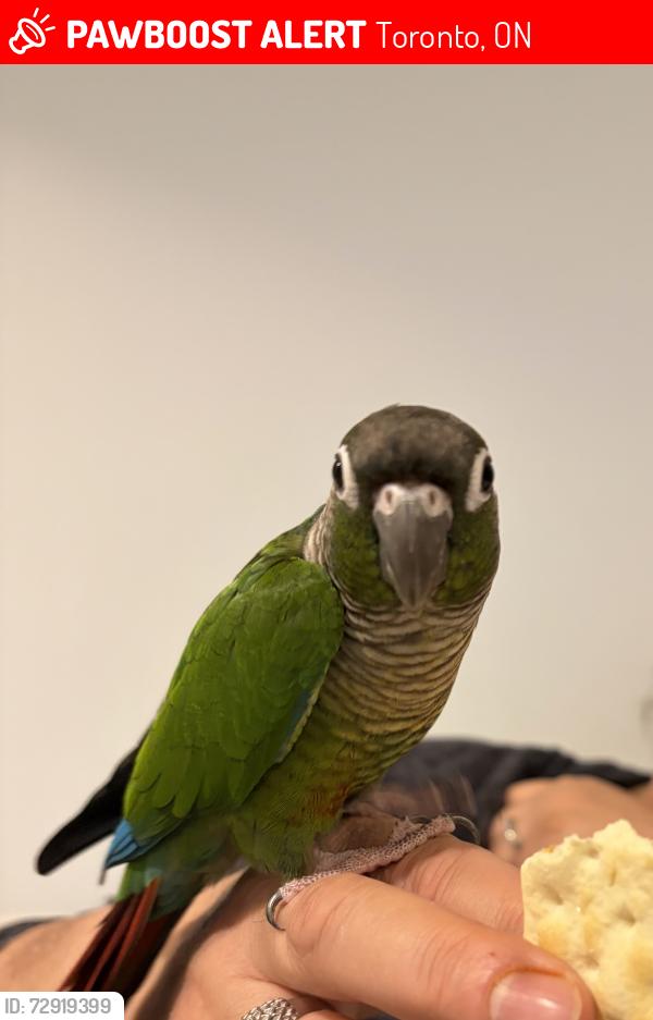 Lost Unknown Bird last seen Humber River, Toronto, ON 