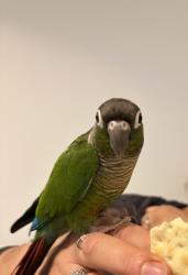 Lost Unknown Bird last seen Humber River, Toronto, ON 