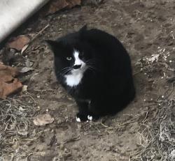 Reunited Female Cat last seen Ford Road and Napier, Canton Township, MI 48187