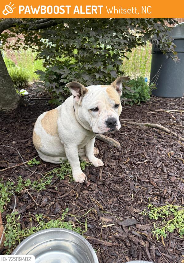 Found/Stray Female Dog last seen Corner of Burlington rd and walnut crossing , Whitsett, NC 27249