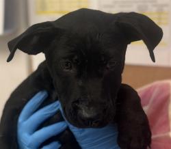 Shelter Stray Male Dog last seen , Tucson, AZ 85745