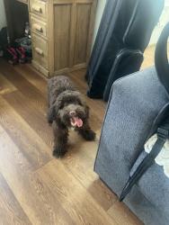 Reunited Female Dog last seen Stone creek neighborhood , Carrollton, TX 75007