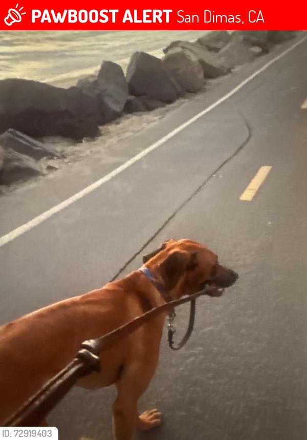 Lost Male Dog last seen Near pistol creek San dimas , San Dimas, CA 91773