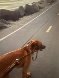Lost Male Dog last seen Near pistol creek San dimas , San Dimas, CA 91773