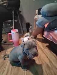 Reunited Male Dog last seen 6th and forest , Victorville, CA 92395