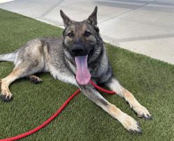 Shelter Stray Female Dog last seen , Auburn, CA 95603
