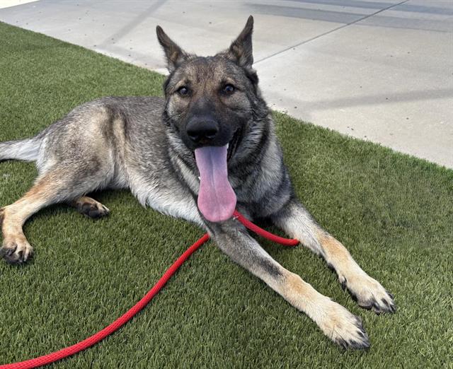 Shelter Stray Female Dog last seen , Auburn, CA 95603