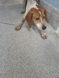 Shelter Stray Female Dog last seen Near BLOCK BLOUNTSTOWN HWY, Tallahassee, FL 32311