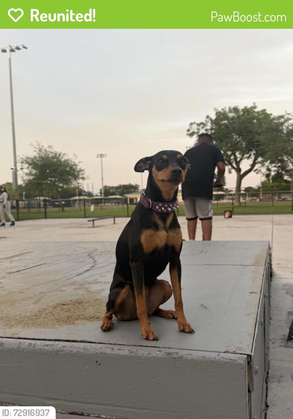 Reunited Female Dog last seen By McArthur Highschool, Hollywood, FL 33020