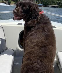 Reunited Female Dog last seen Navan Lm and Buffaloe Rd, Garner, NC 27529