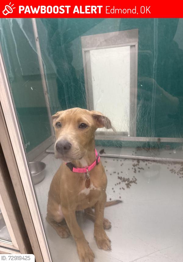 Lost Female Dog last seen N may, Edmond, OK 73012