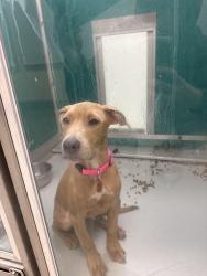 Lost Female Dog last seen N may, Edmond, OK 73012