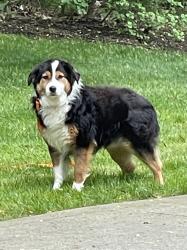 Reunited Male Dog last seen Laurelton Ave NW and Poplarwood NW. Jackson TWP, North Canton, OH 44718