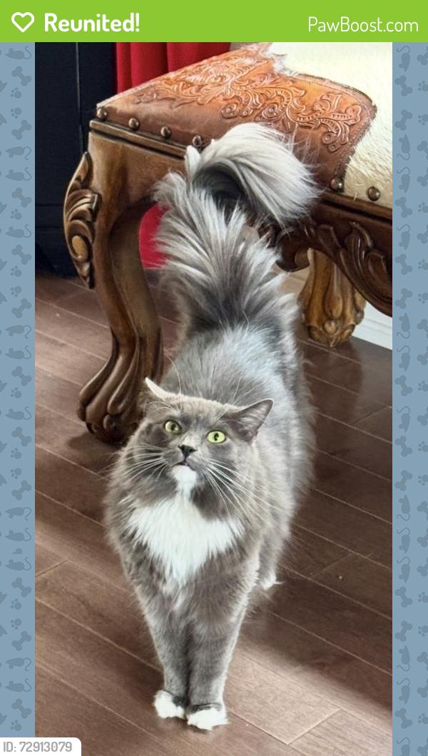 Reunited Female Cat last seen Walkers Line and Dundas Burlington, Burlington, ON L0P