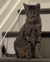 Reunited Male Cat last seen Near andover way buford, Buford, GA 30519