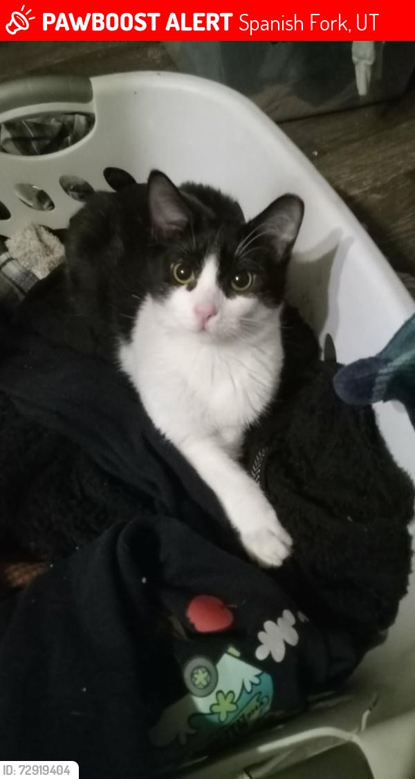 Lost Male Cat last seen Near S and 400 E, Spanish Fork, UT 84660