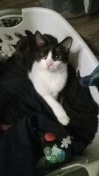 Lost Male Cat last seen Near S and 400 E, Spanish Fork, UT 84660