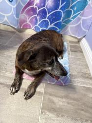 Reunited Female Dog last seen Near Feagin Mill Middle, Warner Robins, GA 31088