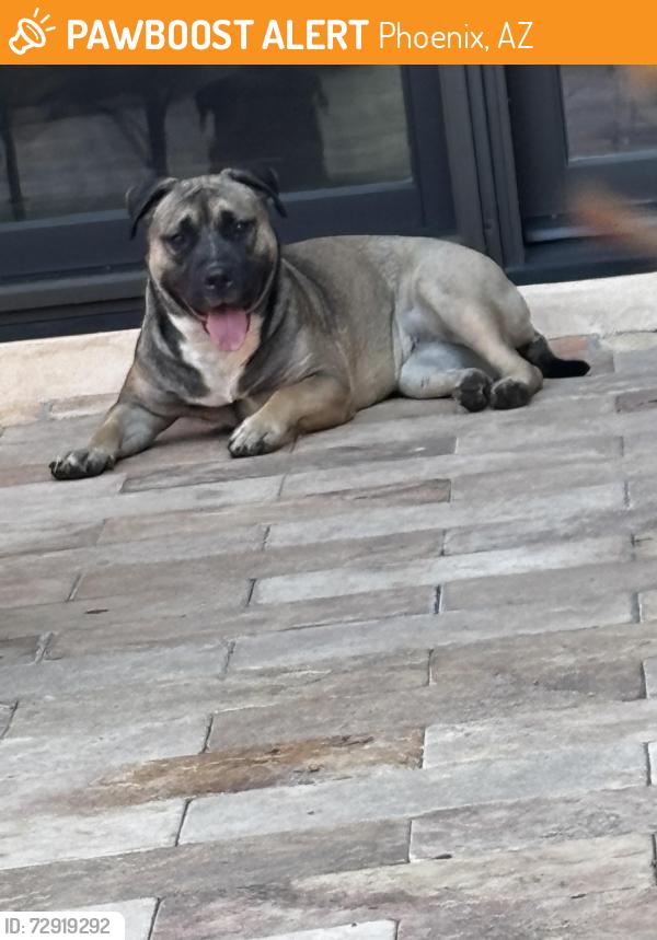 Found/Stray Female Dog last seen Biltmore ests dr, Phoenix, AZ 85016