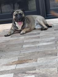 Found/Stray Female Dog last seen Biltmore ests dr, Phoenix, AZ 85016