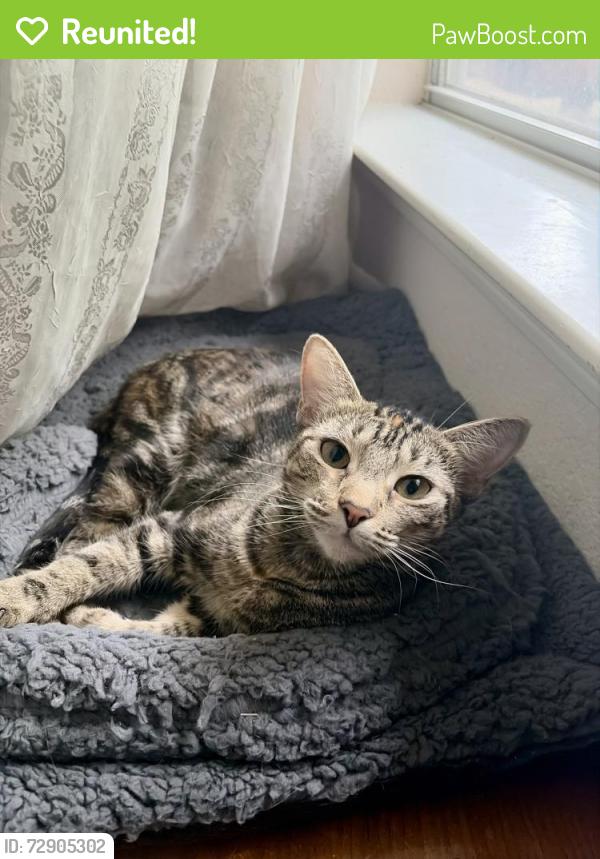 Reunited Female Cat last seen Raintree Dr. , Montgomery, TX 77356