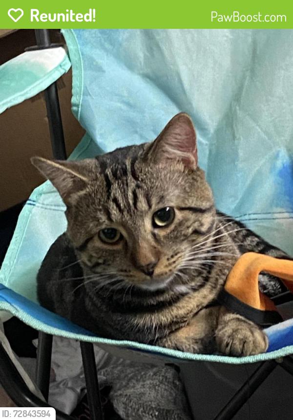 Reunited Male Cat last seen Near excelsior blvd , Minneapolis, MN 55416