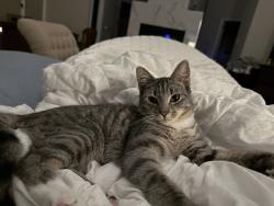 Reunited Female Cat last seen Spring Dale Farmers Market, Cherry Hill Township, NJ 08003