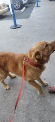 Reunited Unknown Dog last seen Hope St, Huntington Park, CA 90255, USA, Huntington Park, CA 90255