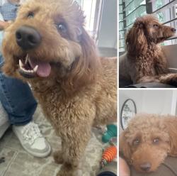 Reunited Female Dog last seen Valley View & Orange Ave, Cypress, CA 90630