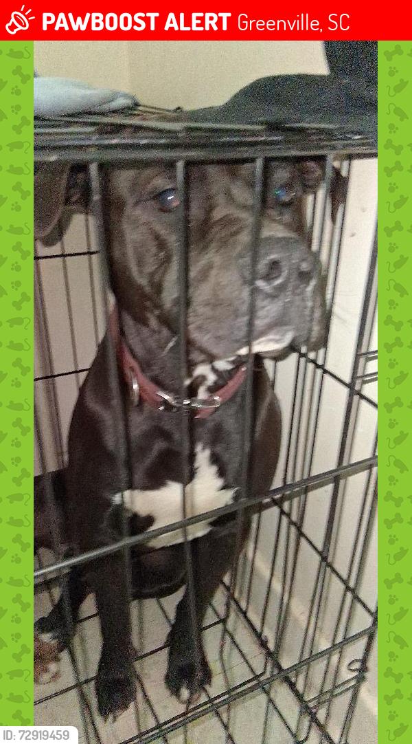 Lost Male Dog last seen Cedar Lane Rd, edgemont, high lawn, palmetto , Greenville, SC 29617