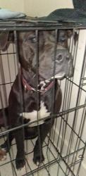 Lost Male Dog last seen Cedar Lane Rd, edgemont, high lawn, palmetto , Greenville, SC 29617