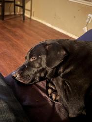 Lost Male Dog last seen Clark and Steve’s , San Antonio, TX 78210