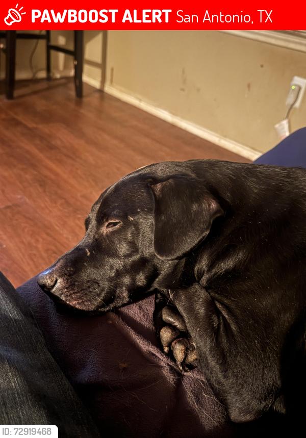 Lost Male Dog last seen Clark and Steve’s , San Antonio, TX 78210