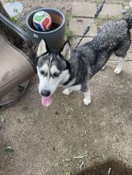 Found/Stray Male Dog last seen Kent dr , Arlington, TX 76010