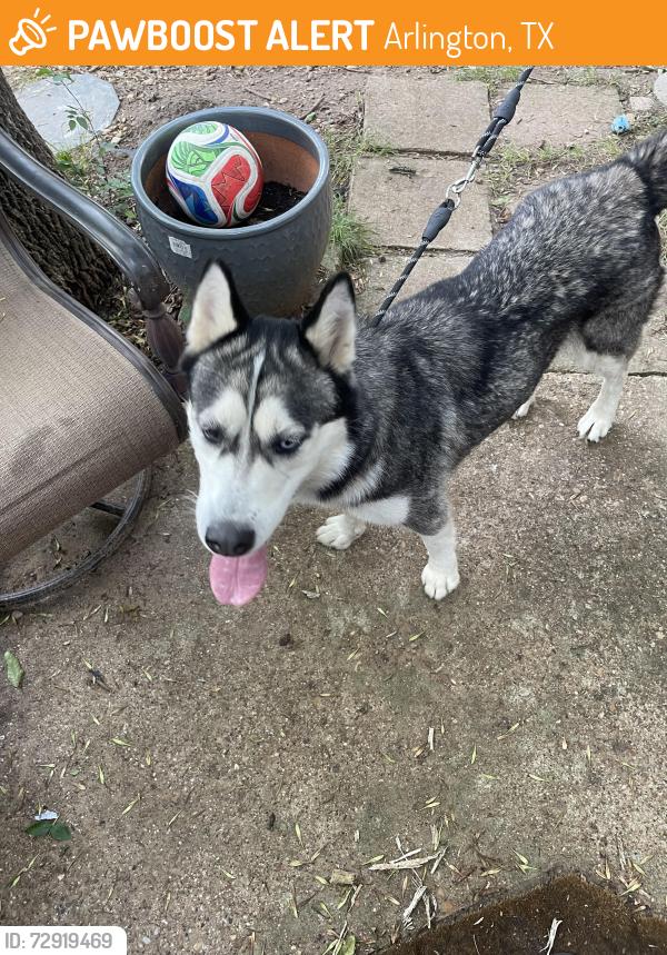Found/Stray Male Dog last seen Kent dr , Arlington, TX 76010