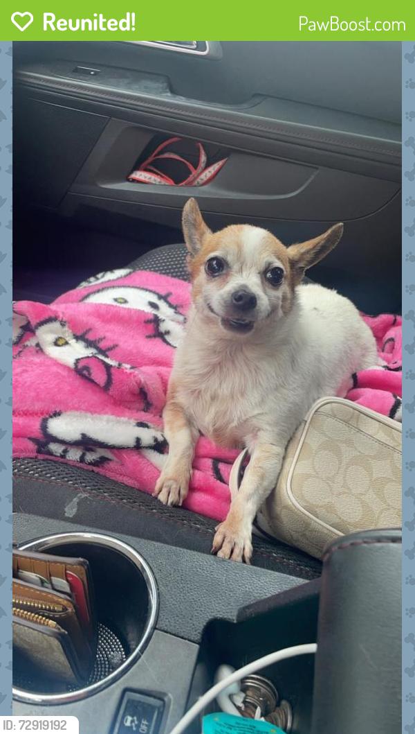 Reunited Female Dog last seen Sage brush and Dibrell Plano, Plano, TX 75023