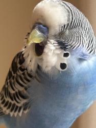 Lost Male Bird last seen Moncton street, Richmond, BC 
