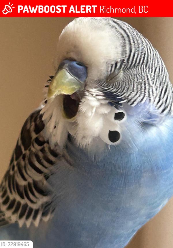 Lost Male Bird last seen Moncton street, Richmond, BC 