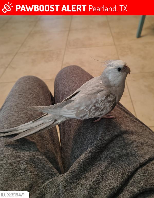 Lost Male Bird last seen Northfork Drive, Pearland, TX 77584