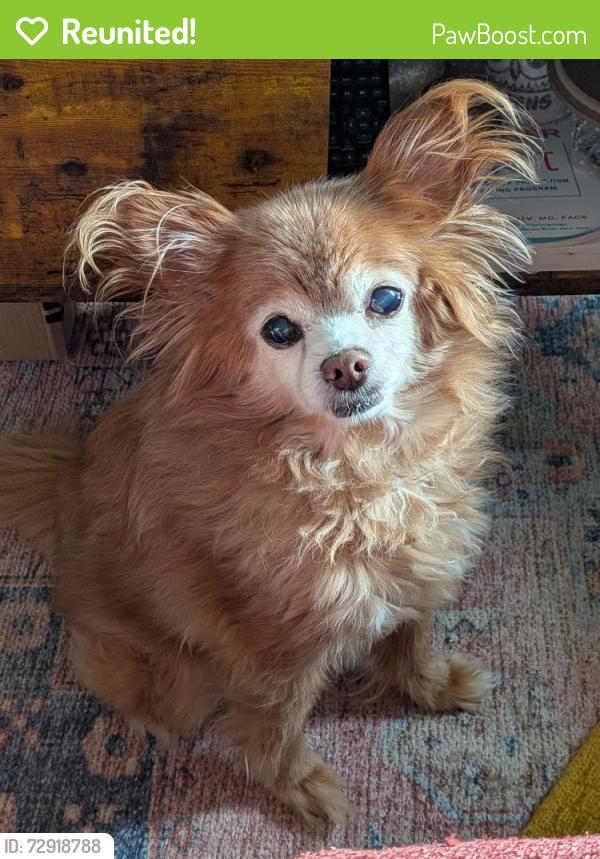 Reunited Male Dog last seen 115th and 8th, Seattle, WA 98125