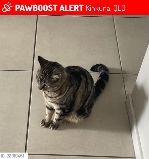 Lost Female Cat last seen Coonarr Rd, doctorMays crossing, Kinkuna, QLD 4670
