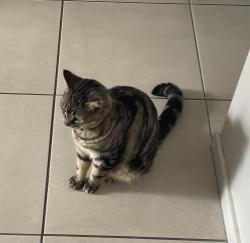 Lost Female Cat last seen Coonarr Rd, doctorMays crossing, Kinkuna, QLD 4670