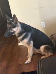 Lost Male Dog last seen Clark and Steve’s , San Antonio, TX 78210